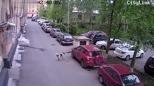 Камера засне как улично куче нанася повреда на паркиран на улицата джип