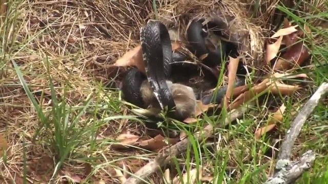Заек спасява малките си от змия
