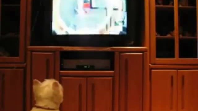 Куче гледа телевизия (видео)