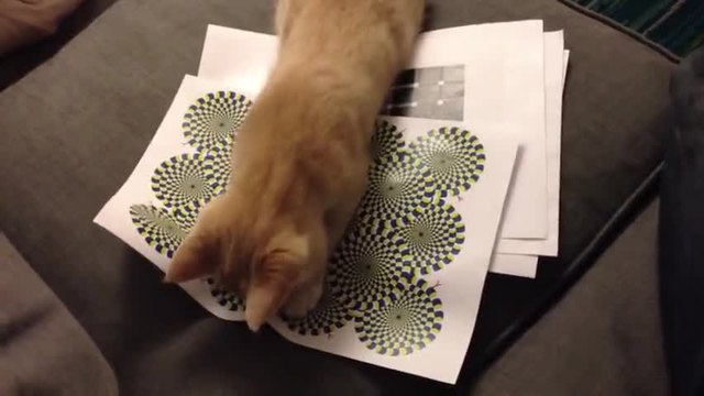 Котенце се опитва да разбере оптична илюзия