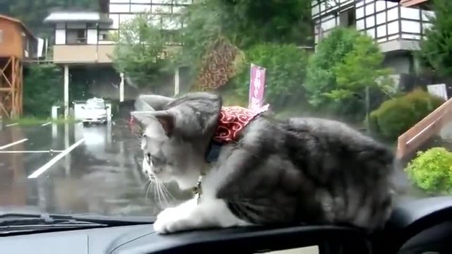 Модерните котки!!! Мързеливо сладко котараче лови чистачките в колата вместо да лови мишки...смях!!!