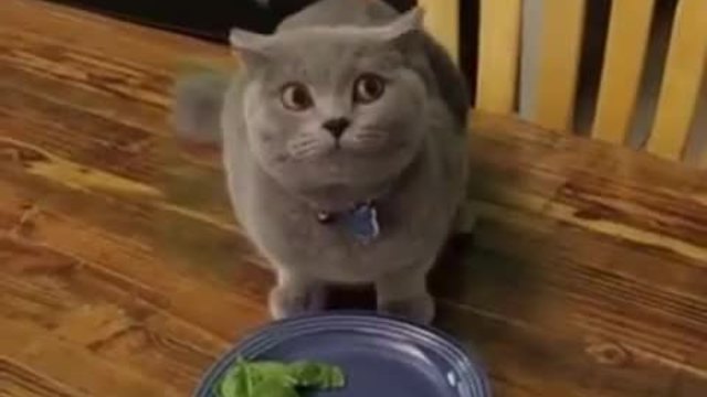 Реакцията на котка в кухнята ,когато чува гласа на стопанина си