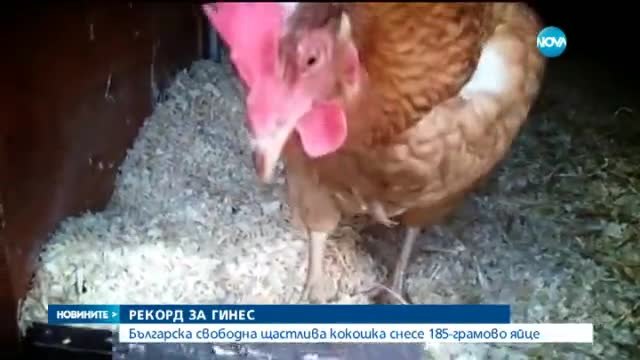 Кокошки от България с гигантски яйца - Българска щастлива кокошка снесе 185-грамово яйце