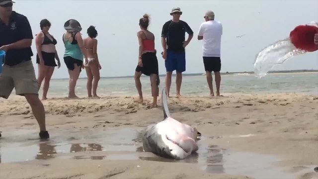 Хора спасяват голяма бяла акула, която заседна на пясъка ...как се случи