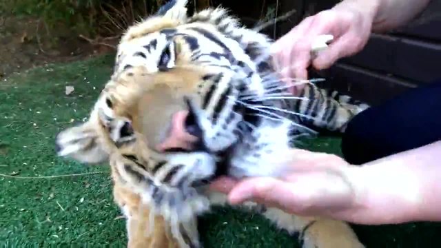 Изваждане на развален зъб на тигър