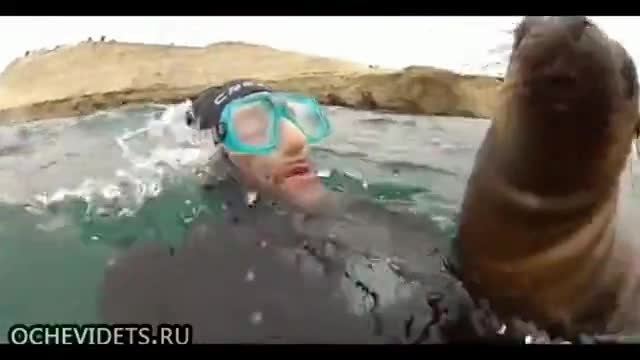 Любопитно и игриво морско лъвче целува водолази !