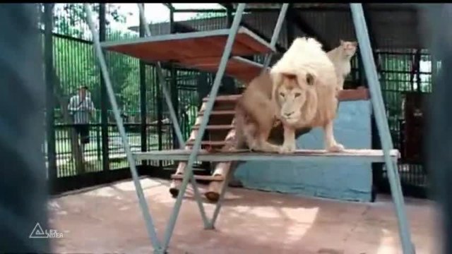 Развлечение за лъвове в зоопарк