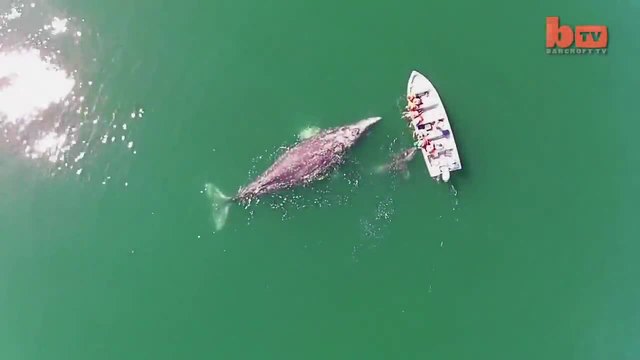 Дрон заснема как два Сиви кита си играят с туристи (ВИДЕО)