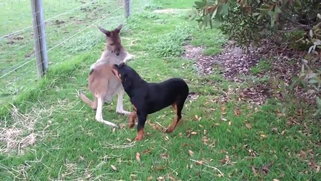 Такова приятелство не се вижда често... Куче и кенгуро