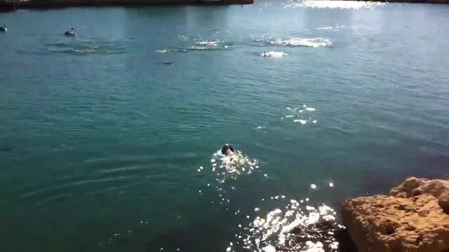 Куче плува заедно с делфините (видео)