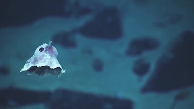 Невероятна разходка в необятният подводен свят (ВИДЕО)