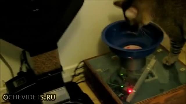 Котка знае как да получи храната си от домашен вендинг автомат