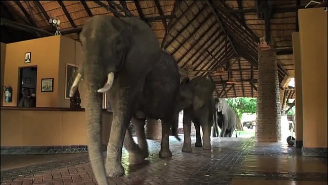 Най-странната атракция! Слонове преминават през рецепцията на хотела