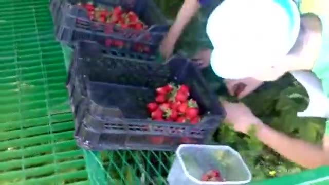 Ето така се берат ягоди....Удобно и практично (видео)