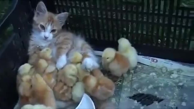 Коте и малки пиленца заедно ..(ВИДЕО)