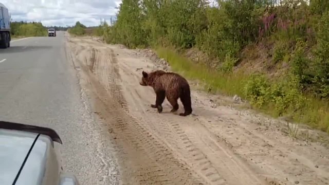 Мечка на автостоп в Русия ...Смях! (видео)