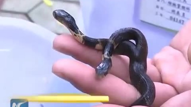 Двуглаво бебе-кобра в Китай (ВИДЕО)