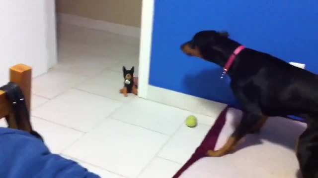 Кученце играчка плаши голямото куче...смях!!! (видео)