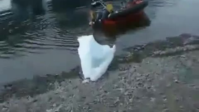 Вижте какъв необичаен крадец на лодки е това !!!