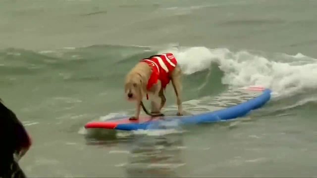 Кучета се състезаваха върху сърф в Калифорния