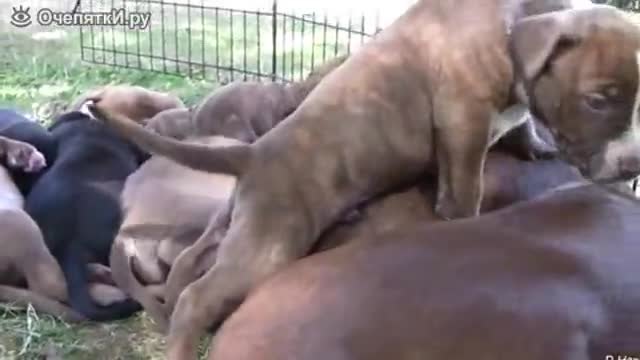 Куче кърми малките си , но едно от тях почувства гневът на майка си !