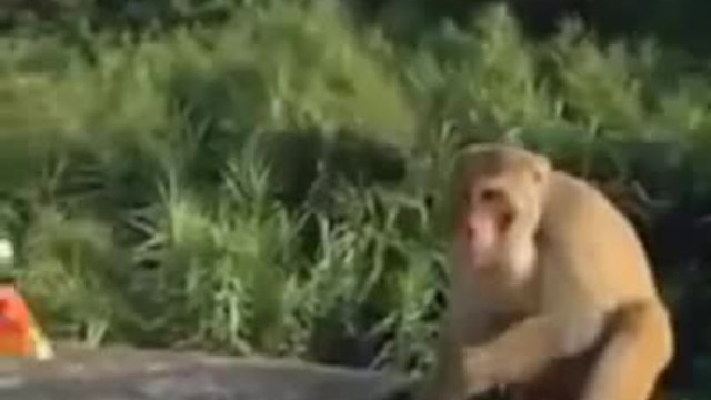 Ето как лоши туристи изплашиха маймуна със зареден чипс
