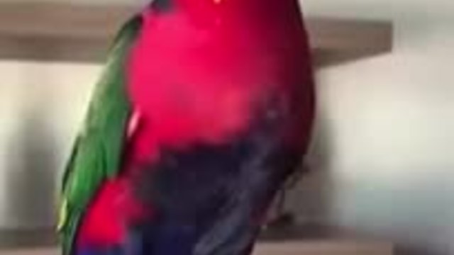 Папагалче имитира звънене на телефон