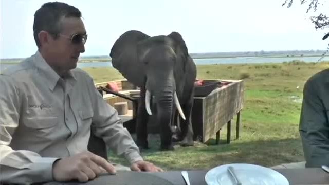 Слон показва на туристи , кой е господарят на саваната!