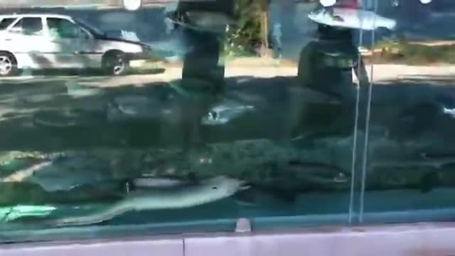 Ограда – аквариум. Вижте едно неверятно видео !!!
