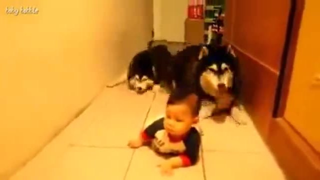 Кучета си играят с бебе ...вижте ги сякаш са от тайните служби!