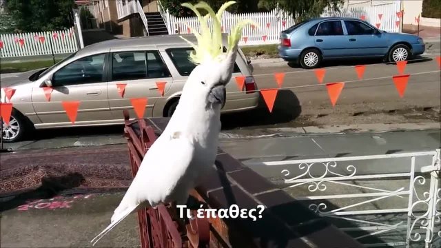 Много слъдък папагал! Танцува и пее на гръцки (ВИДЕО)