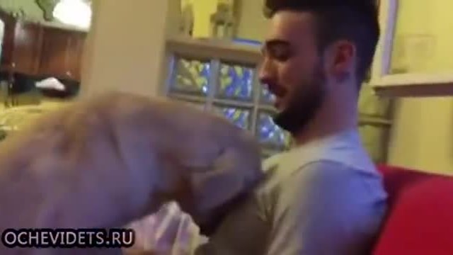 Провинило се куче иска извинение от стопанина си