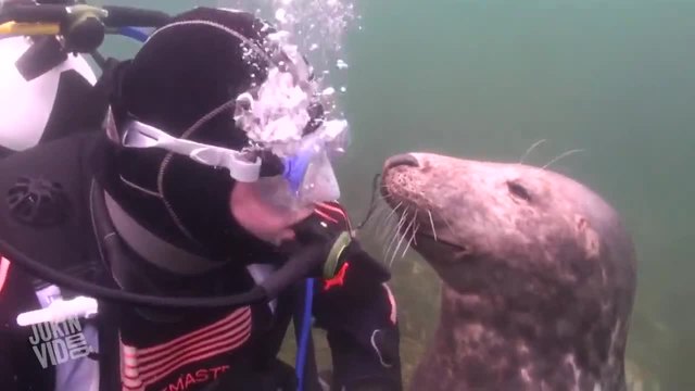 Приятелство между водолаз и тюлен