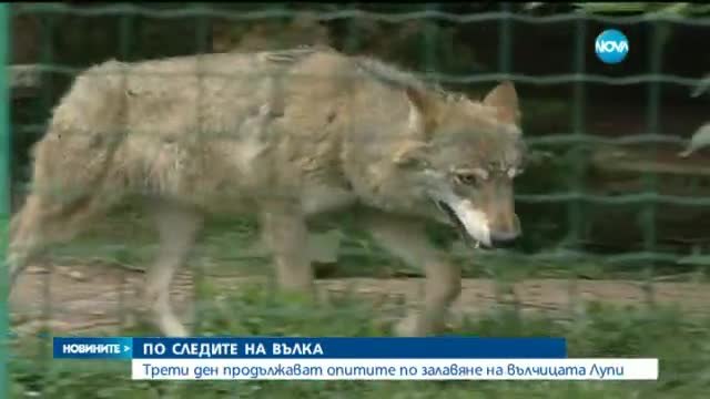 Вълк избяга от зоопарк в България - Вълчицата Лупи се връщала в клетката си да похапне