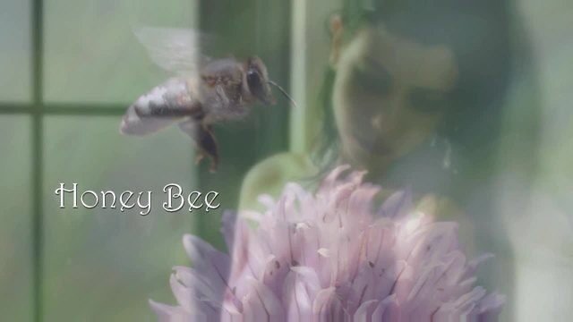 Honey Bee   ❤❤   Madrugada