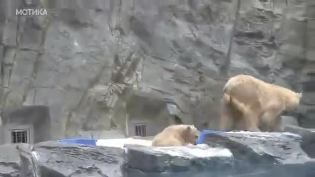 Майка мечка спасява малкото си когато пада във водата