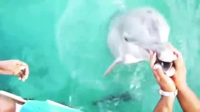 Момиче избухва в радост ,не очакваше делфин да и върне изпуснатият телефон!