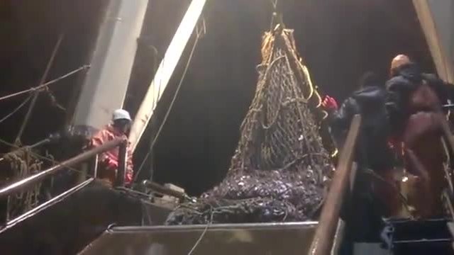Ето как руски рибари гонят случайно уловил се тюлен от кораба си