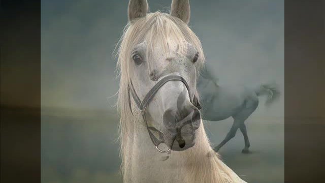 Игорь Ашуров - Белый Мой Конь