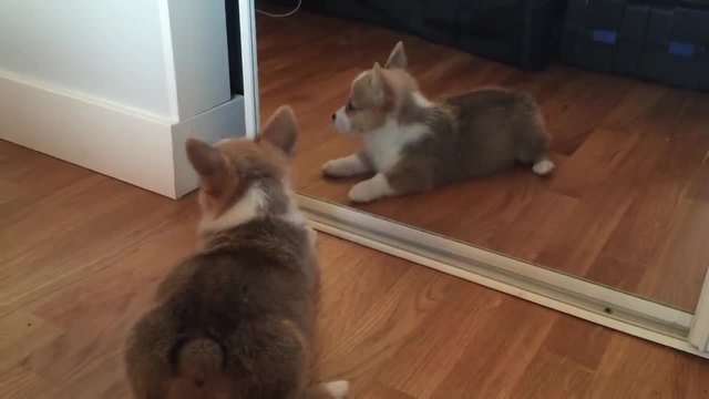 Кученце срещу огледало!!!! Малко корги се сблъсква със ... себе си