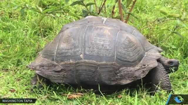 Откриха вид гигантска костенурка на Галапагос