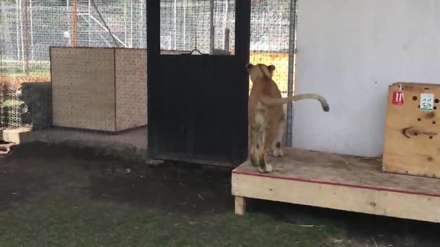 Вижте как реагира една лъвица, когато вижда спасителят си след няколко месеца!