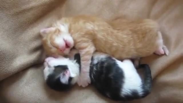 Котенцата които се гушкат !!! Видео на две малки котенца, които се прегръщат, стана хит в социалните мрежи