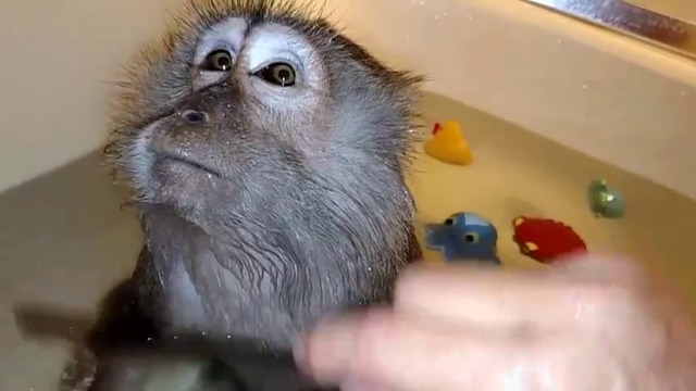 Маймунска баня ;)