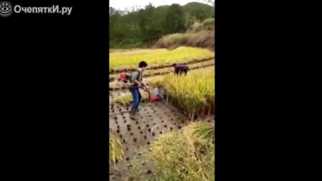 Изобретателен китаец жъне оризова нива !  