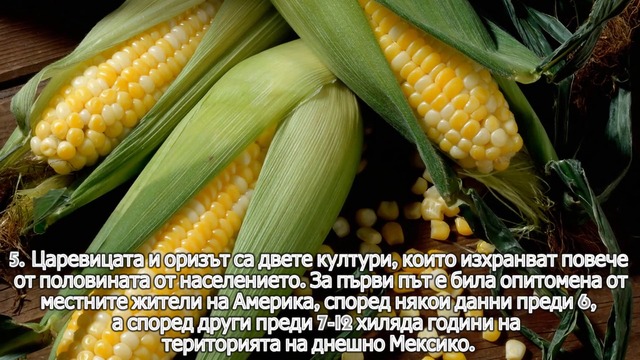 5 интересни факта за царевицата