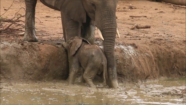 Света на дивата природа - Слонове помагат на малкото си да излезе от калта