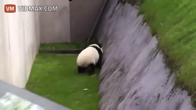 Панда хитро разиграва гледачките си в японски зоопарк  