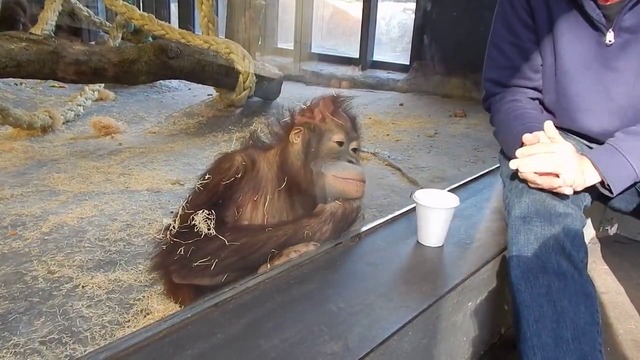 Вижте маймуната как реагира на фокус! (ВИДЕО)