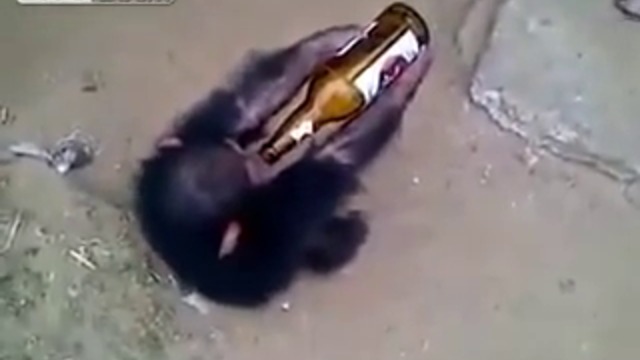 Маймуна пие бира
